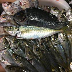 今日のバリは前回釣行時よりでかかった！！